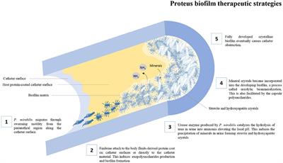 Proteus mirabilis Biofilm: Development and Therapeutic Strategies